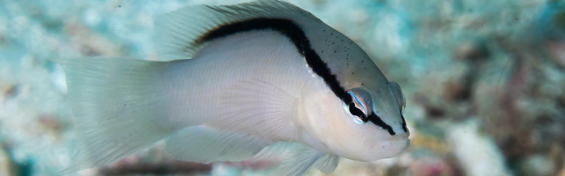 The Striped Dottyback